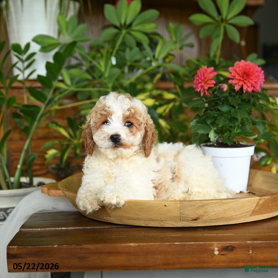 Mini Goldendoodle dogs Callan - Ad 2