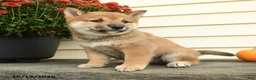 Shiba Inu dogs for sale: Count Barkington - Ad 3
