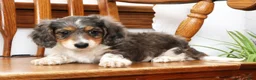 Miniature Dachshund dogs for sale: Victor - Ad 8