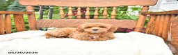 Mini Goldendoodle dogs for sale: Reggie - Ad 1