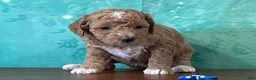 Miniature Poodle dogs for sale: Raya - Ad 3