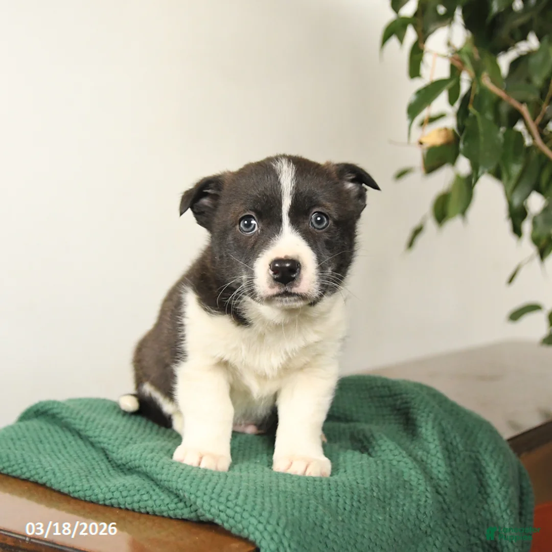 Mixed Breed dogs for sale: Justin - Ad 1