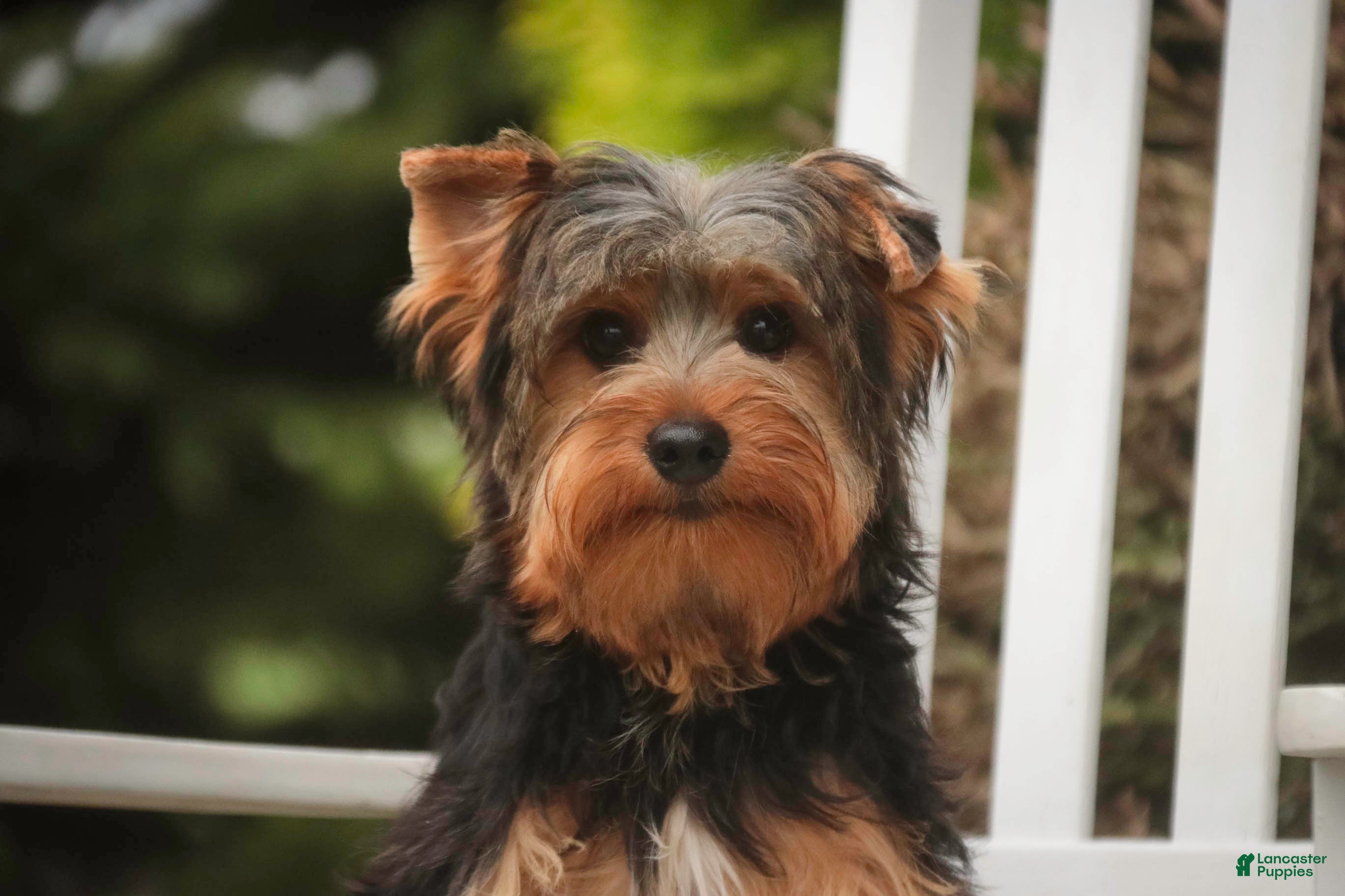 Yorkshire Terrier dogs Teddy - Ad 1