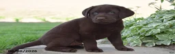 Labrador Retriever dogs for sale: Maverick - Ad 2