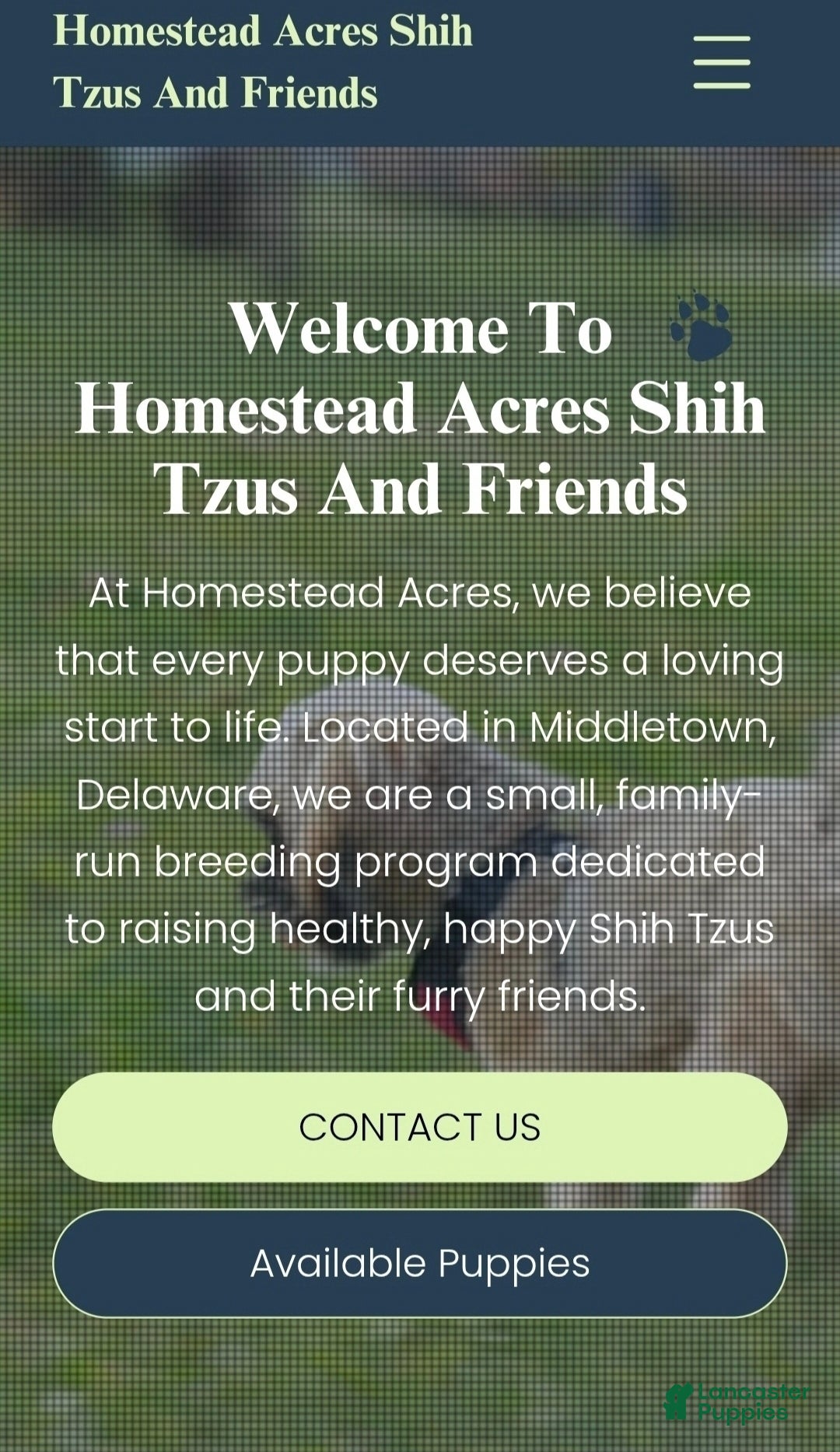 Shih Tzu dogs for sale: Mittens - Ad 9