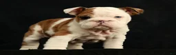 English Bulldog dogs for sale: Autumn - Ad 8