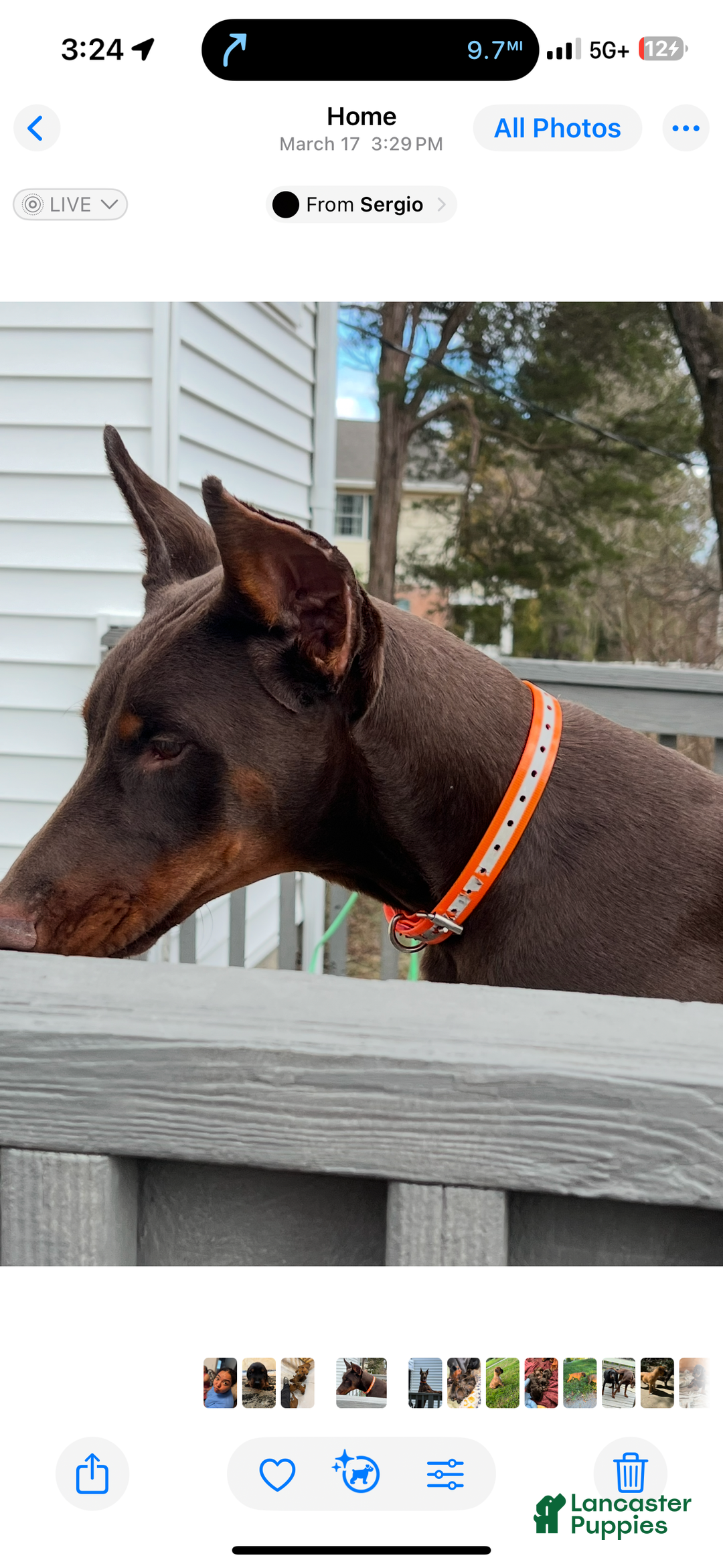 Doberman Pinscher dogs for stud: Sammy’s  - Ad 1