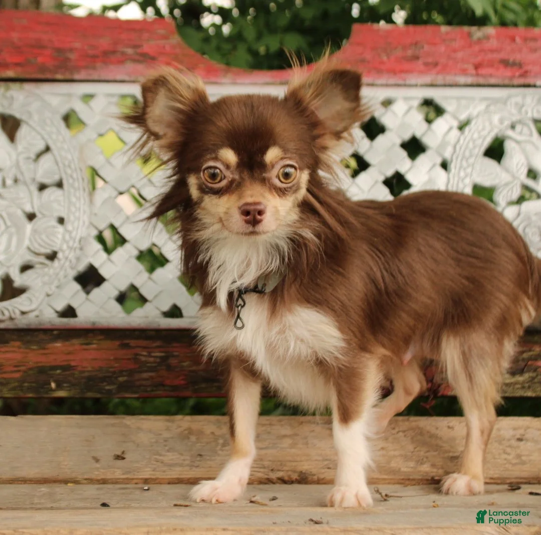 Chihuahua dogs for sale: April - Ad 4