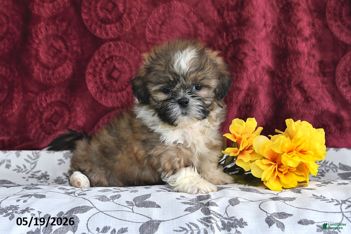 Shih Tzu dogs Sizzler - Ad 1