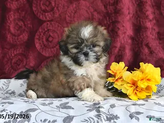 Shih Tzu dogs for sale: Sizzler - Ad 2