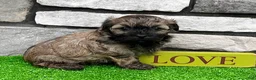 Havanese dogs for sale: Nick - Ad 5