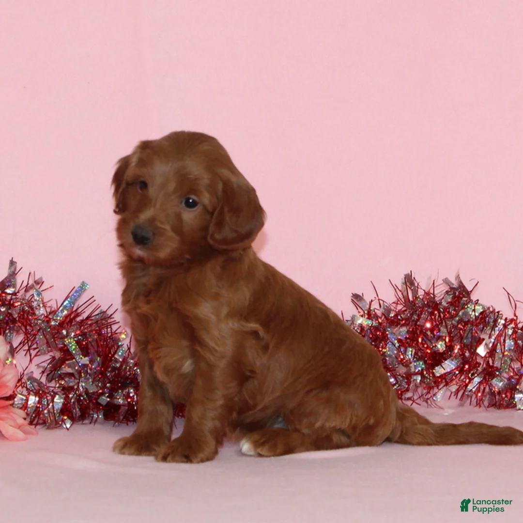 Mini Goldendoodle dogs for sale: Arlo - Ad 4