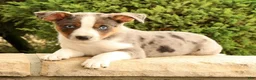 Miniature Australian Shepherd dogs for sale: Bingo - Ad 6