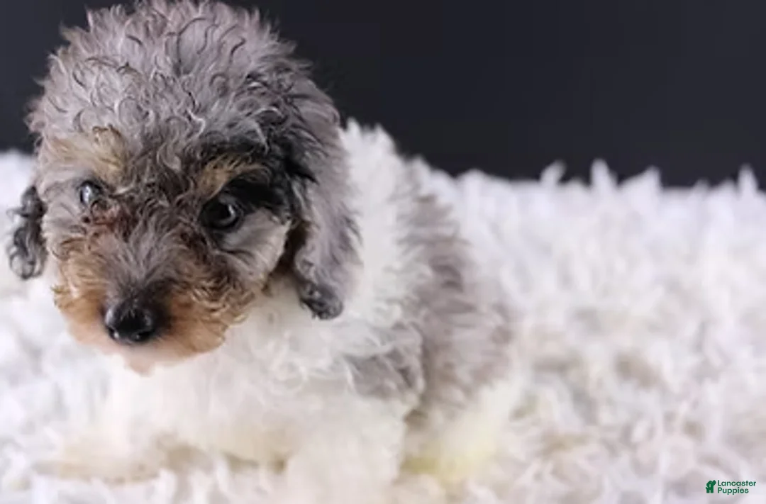 Toy Poodle dogs for sale: Jasper - Ad 5