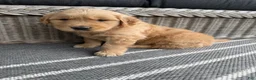 Golden Retriever dogs for sale: Motley - Ad 3
