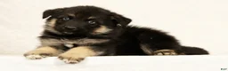 Gerberian Shepsky dogs for sale: Tito - Ad 4