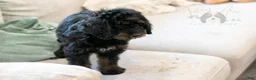 Bernedoodle dogs for sale: Olympic - Ready Now! - Ad 27