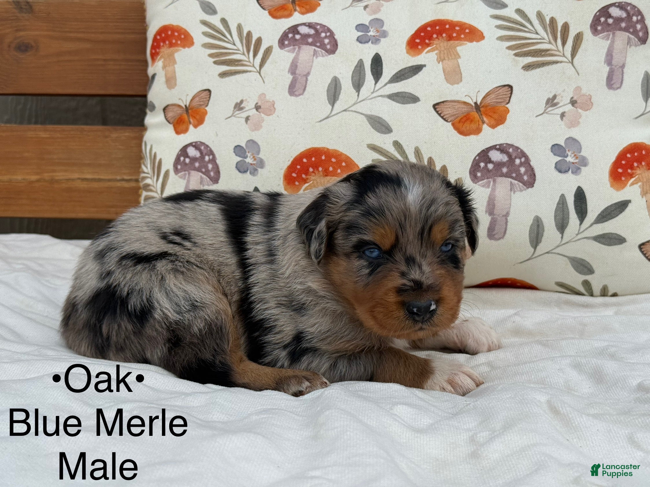 Australian Shepherd dogs Oak - Ad 17