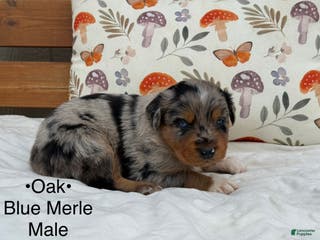 Australian Shepherd dogs Oak - Ad 17
