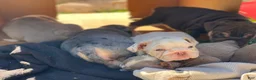 English Bulldog dogs for sale: ELOISE - Ad 3