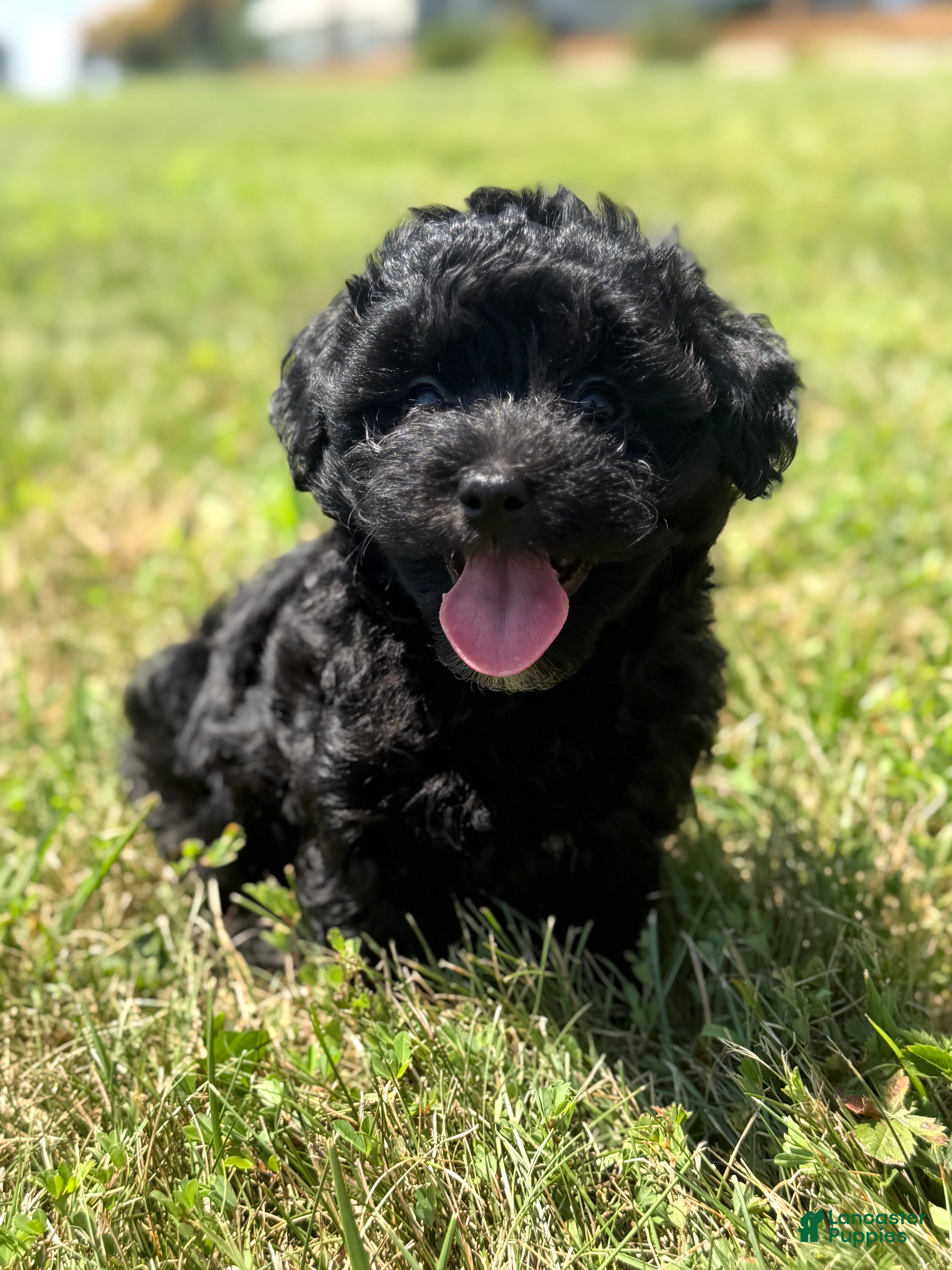 Mixed Breed dogs Homer - Ad 1
