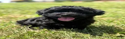 Mixed Breed dogs for sale: Homer - Ad 1