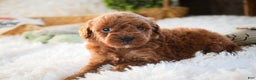 Miniature Poodle dogs for sale: Finnigan - Ad 10