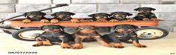 Doberman Pinscher dogs for sale: Bella Mia - Ad 6
