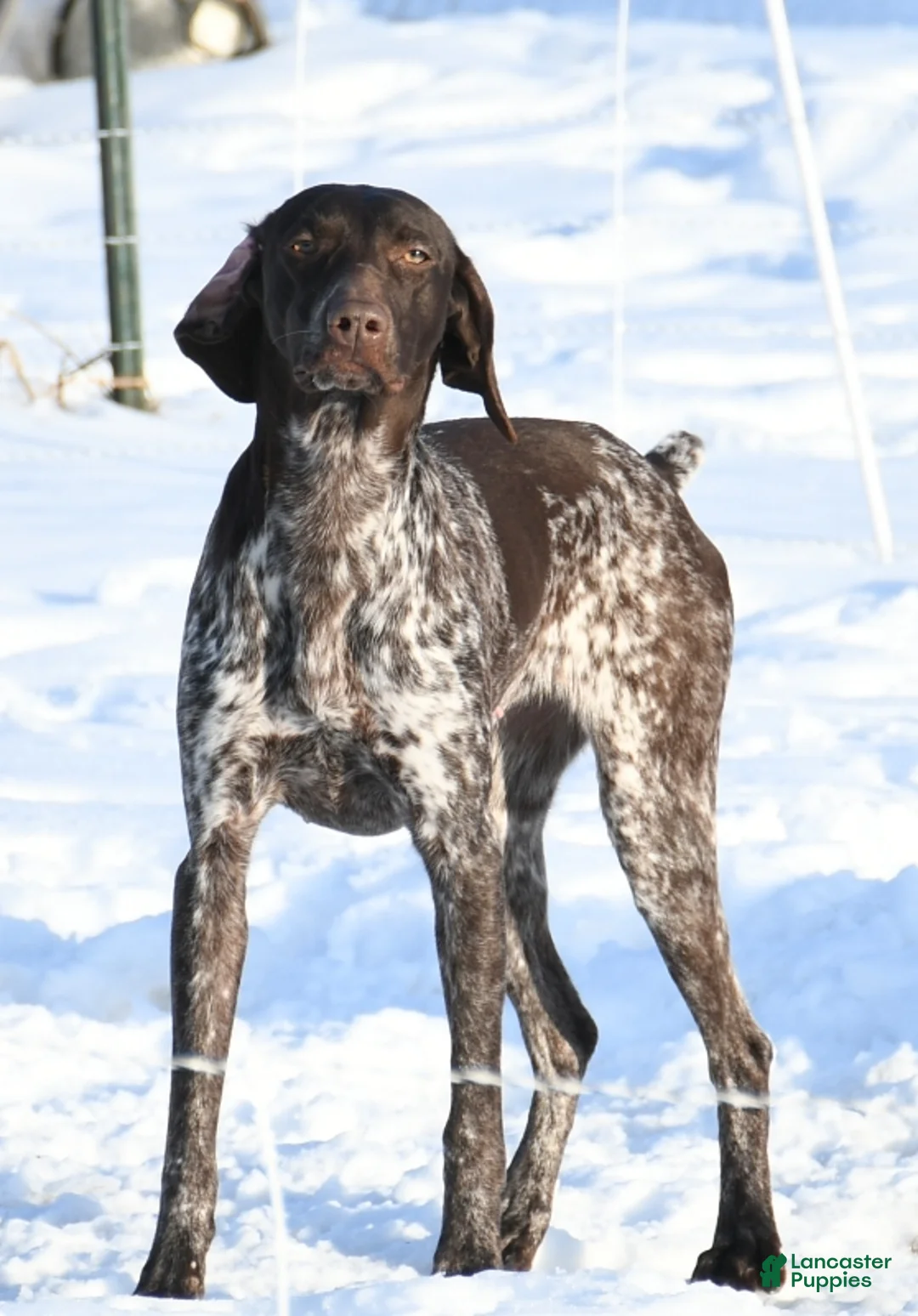 German Shorthaired Pointer dogs for sale: Tenor - Ad 12