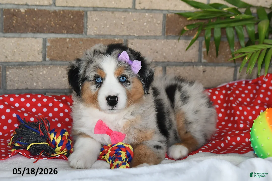 Australian Shepherd dogs for sale: Mindy - Ad 2