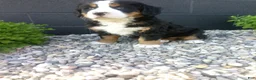 Bernese Mountain Dog dogs for sale: Megan  - Ad 3