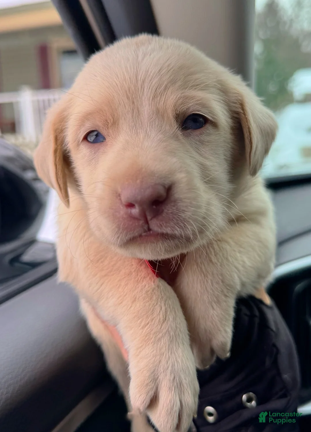 Labrador Retriever dogs for sale: Labrador Retriever Puppy 1 - Ad 15