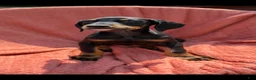 Doberman Pinscher dogs for sale: Doberman Pinscher 1 - Ad 3