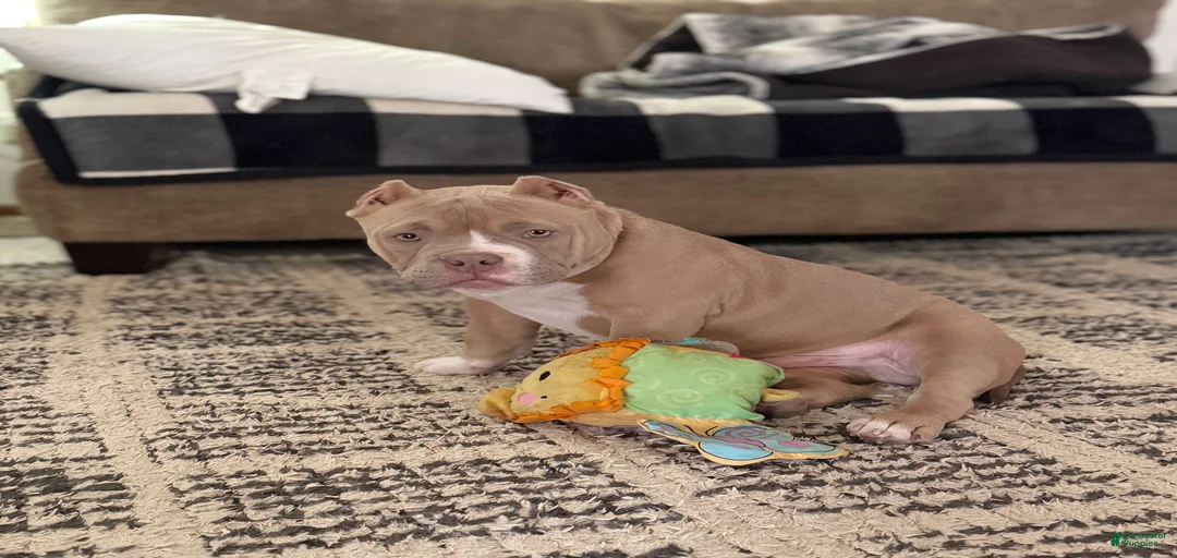 Gallery Image {{count}}