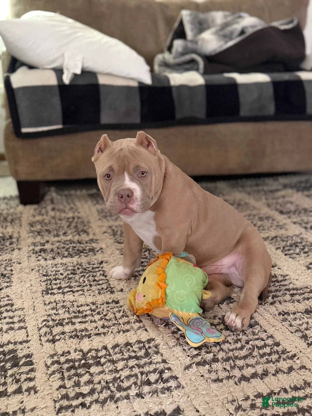 Gallery Image {{count}}