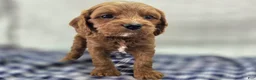 Cavapoo dogs for sale: Iceberg - Ad 17