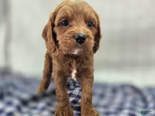 Cavapoo dogs Iceberg - Ad 14