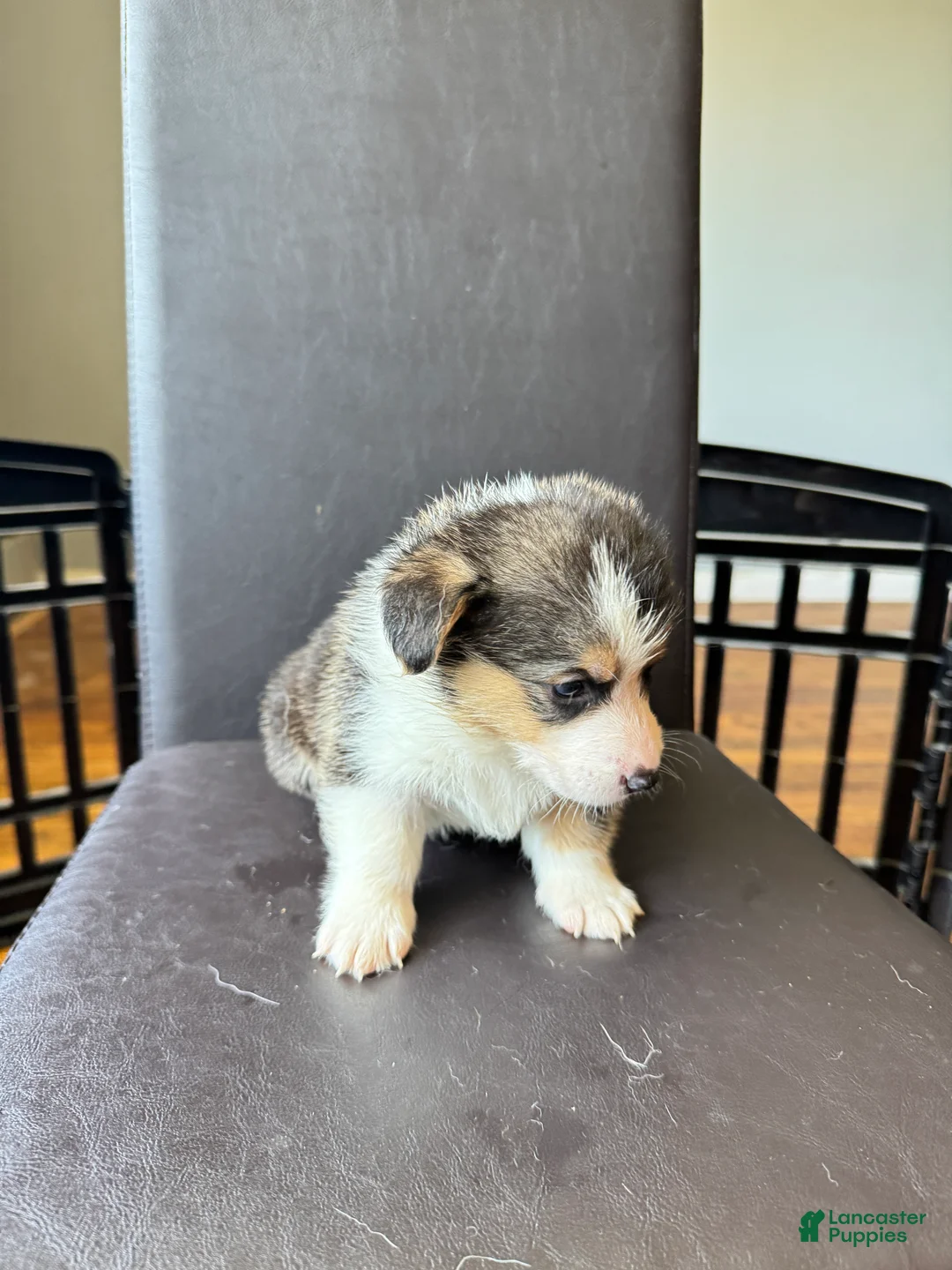 Welsh Corgi Pembroke dogs for sale: Jack - Ad 1