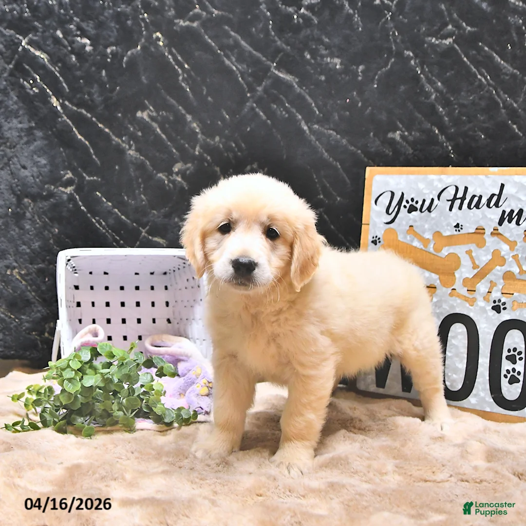 Golden Retriever dogs for sale: Mila - Ad 1