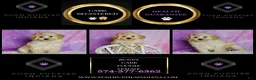 Toy Poodle dogs for sale: Bunny - Ad 7
