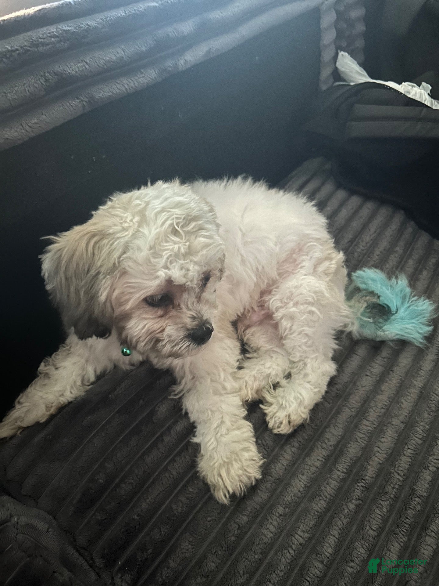 Shihpoo dogs Shihpoo 1 - Ad 23