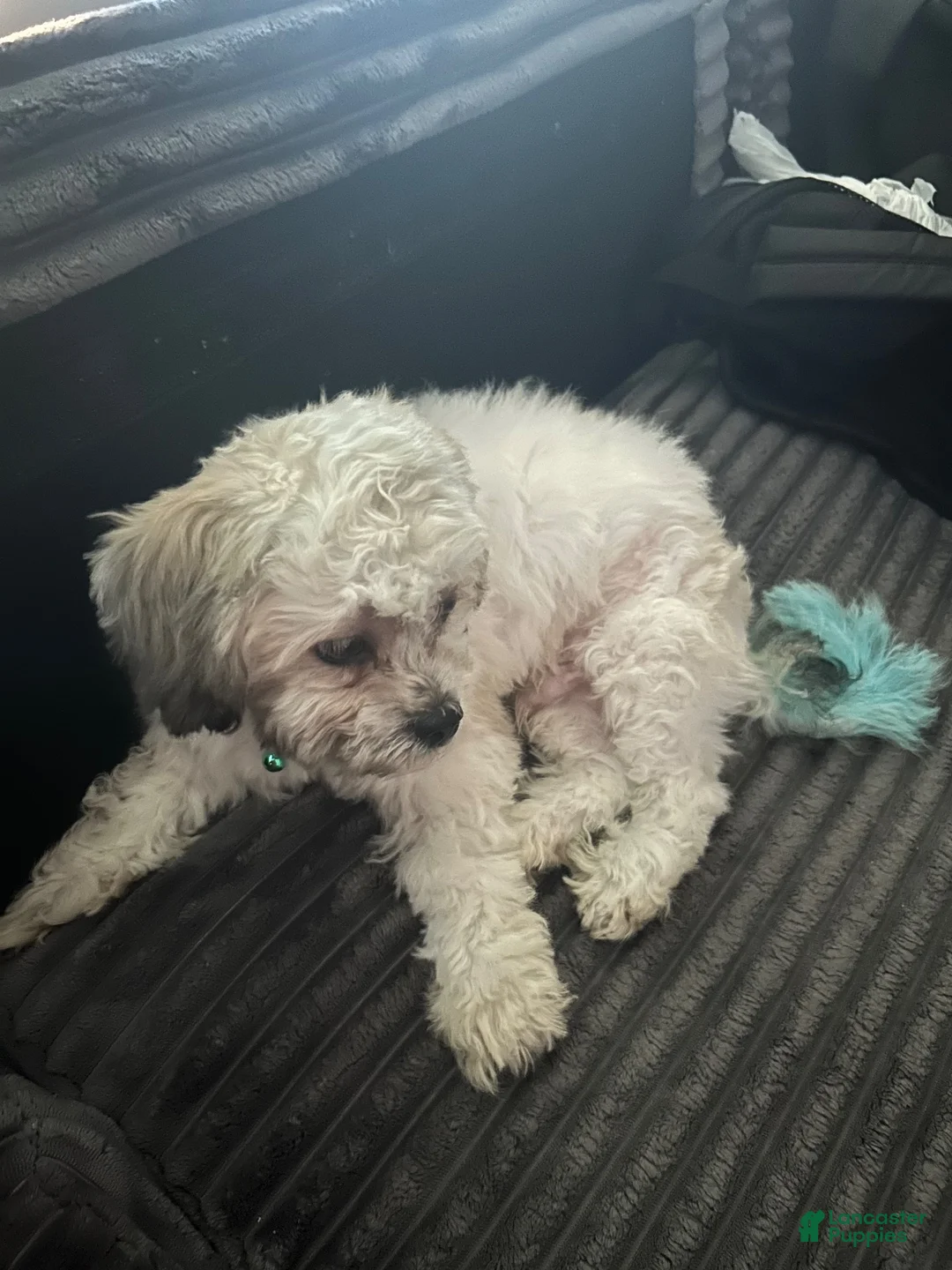 Shihpoo dogs for sale: Shihpoo 1 - Ad 1