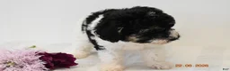 Miniature Poodle dogs for sale: Carly - Ad 4