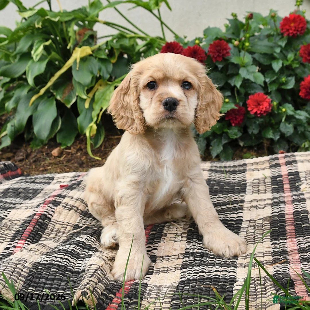 English Cocker Spaniel dogs for sale: Buttercup - Ad 3