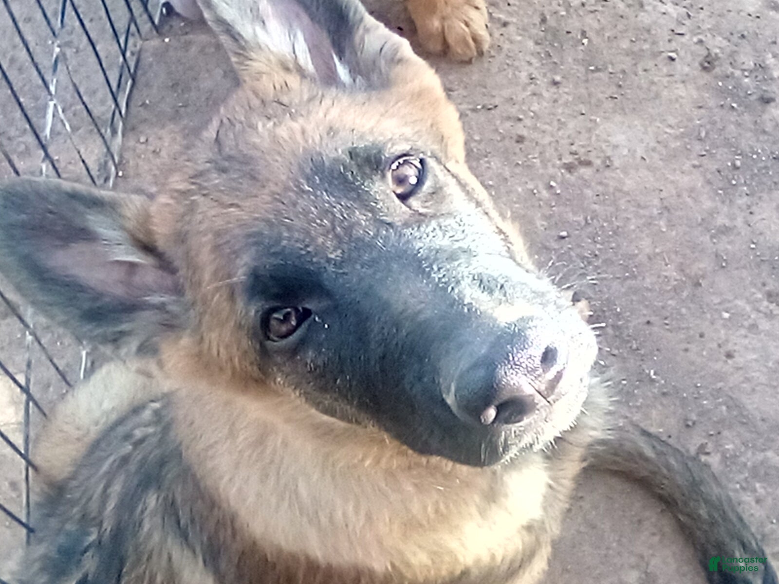 German Shepherd dogs for sale: German Shepherd 1 - Ad 22