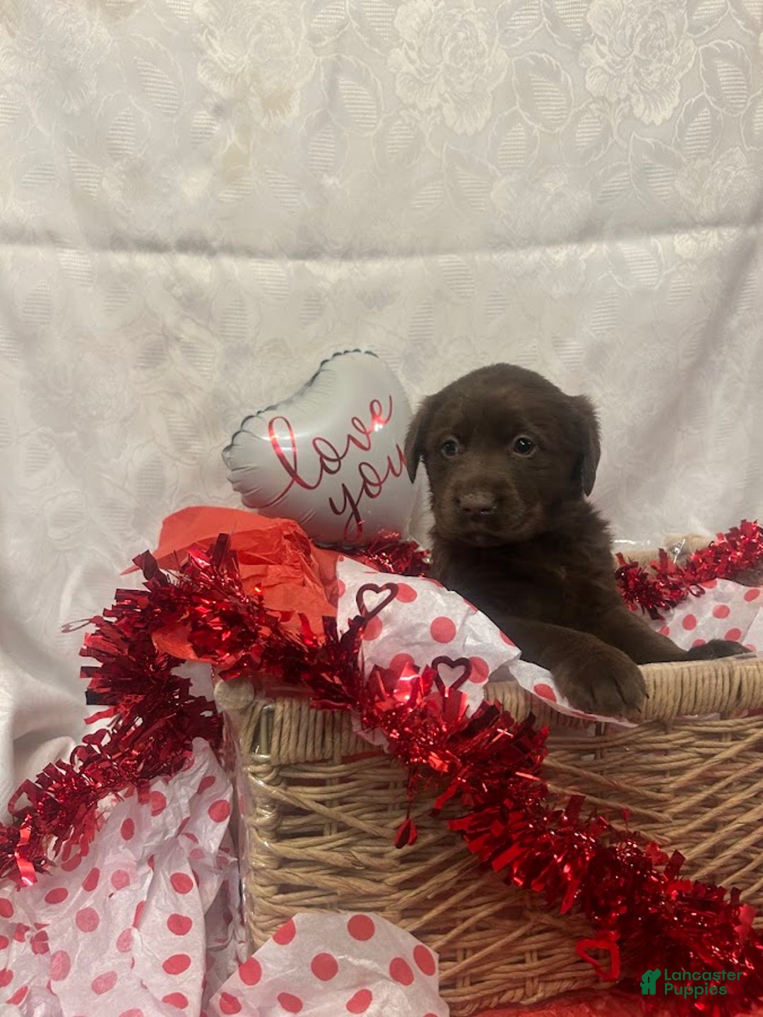 Labrador Retriever dogs for sale: Valentine - Ad 4