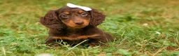 Miniature Dachshund dogs for sale: BRANDY - Ad 10