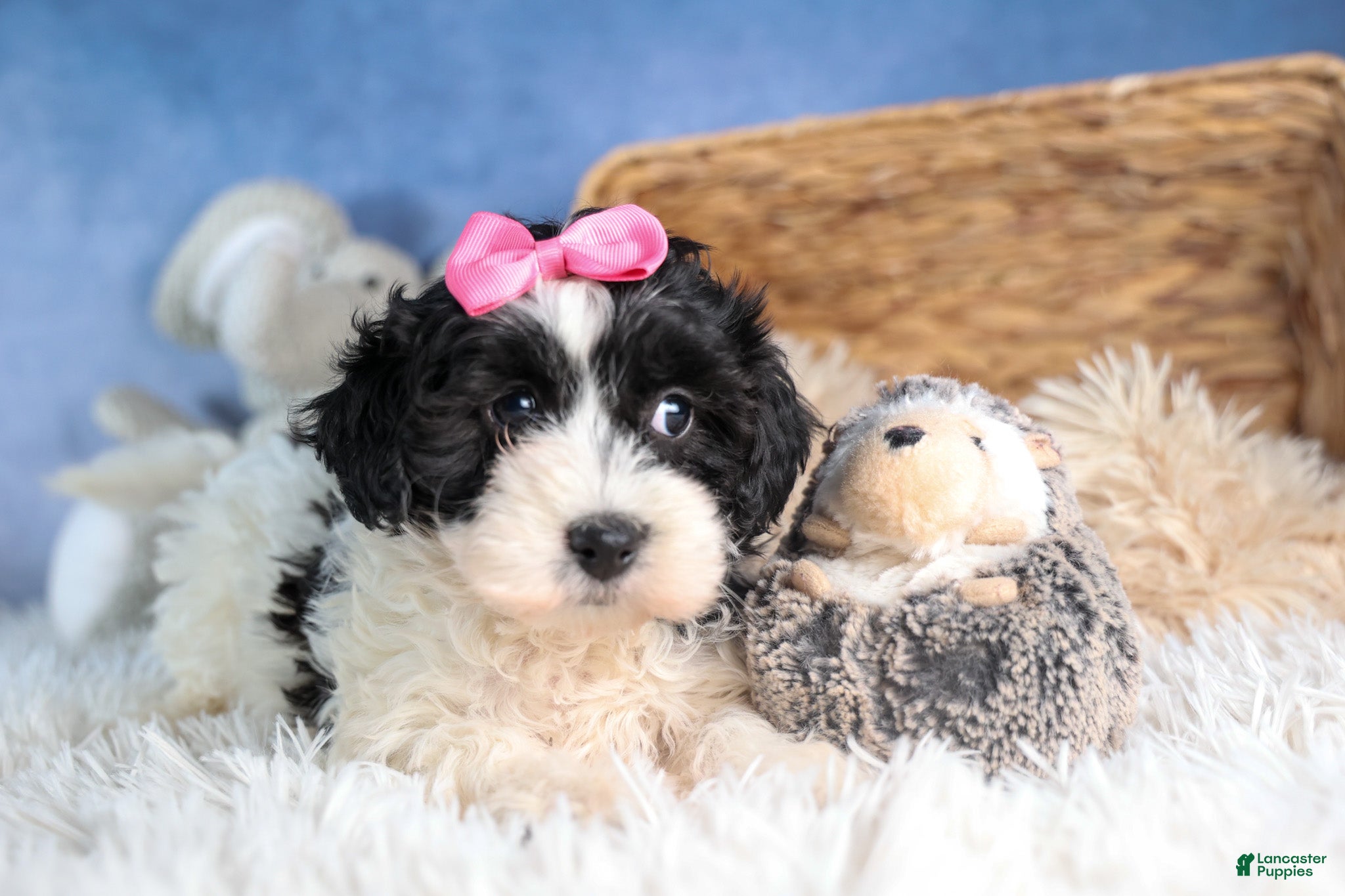 Havapoo dogs ELLIE - Ad 2