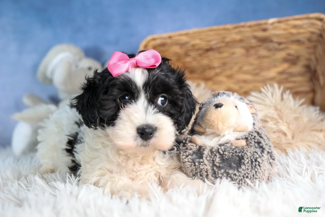 Havapoo dogs for sale: ELLIE - Ad 2