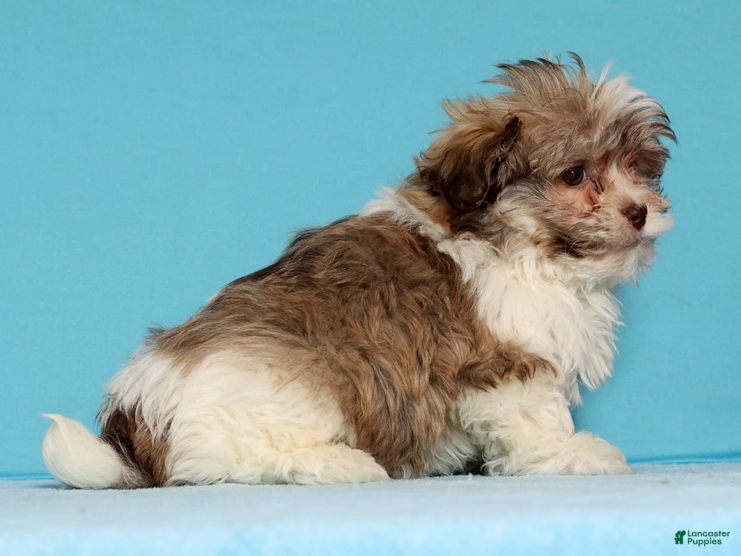 Havanese dogs for sale: Drew - Ad 4